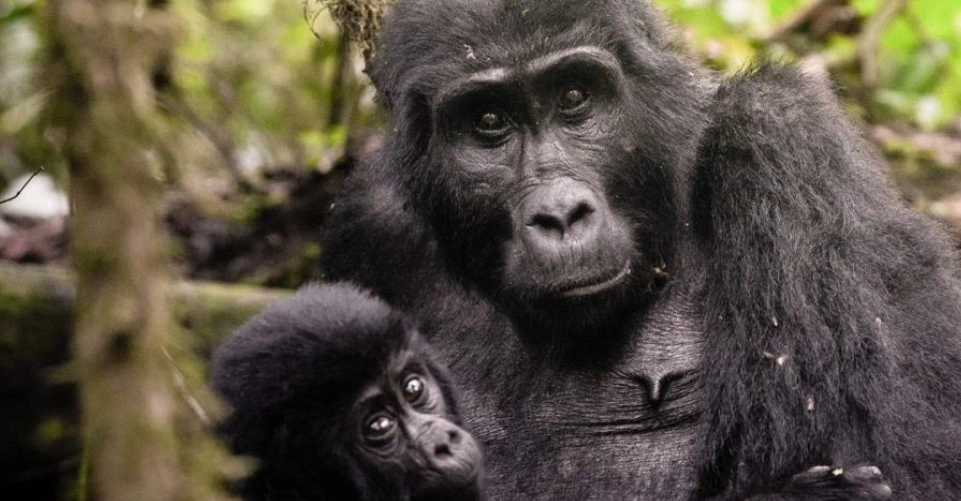 congo-safaris