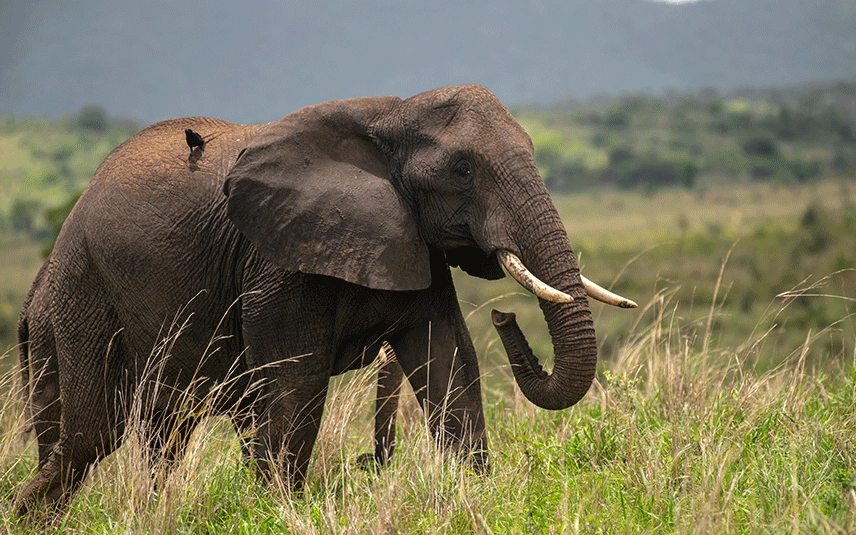 7-days-primate-and-big-five-safari-in-uganda