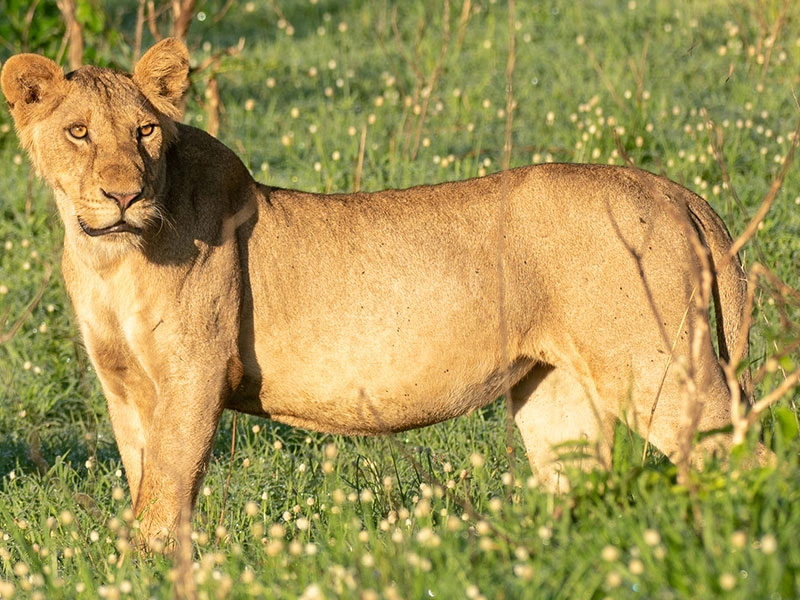 best-safari-company-in-uganda