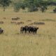 3 Days Uganda Safari