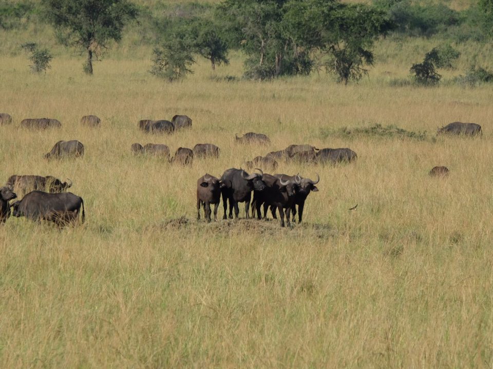 3 Days Uganda Safari