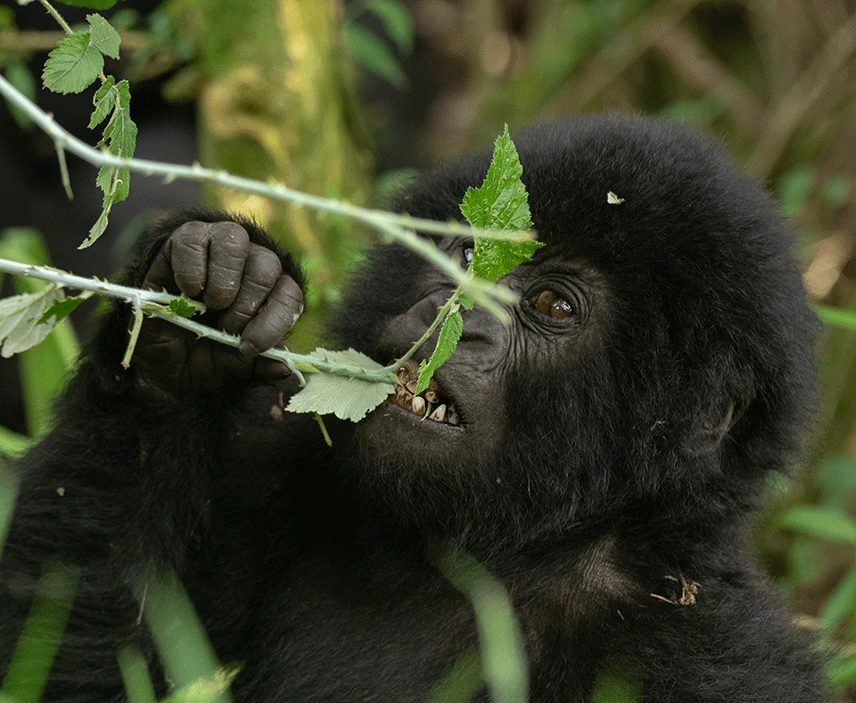 3-days-gorilla-safari-uganda